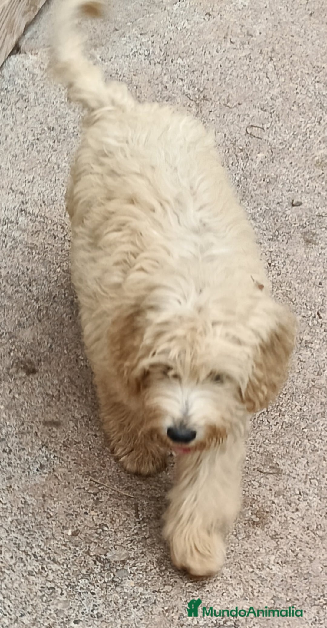 Labradoodle perros en venta: Preciosas cachorritas - Imagen 4
