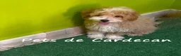 Maltipoo perros en venta: MALTIPOO MACHOS CACHORROS - Anuncio 4