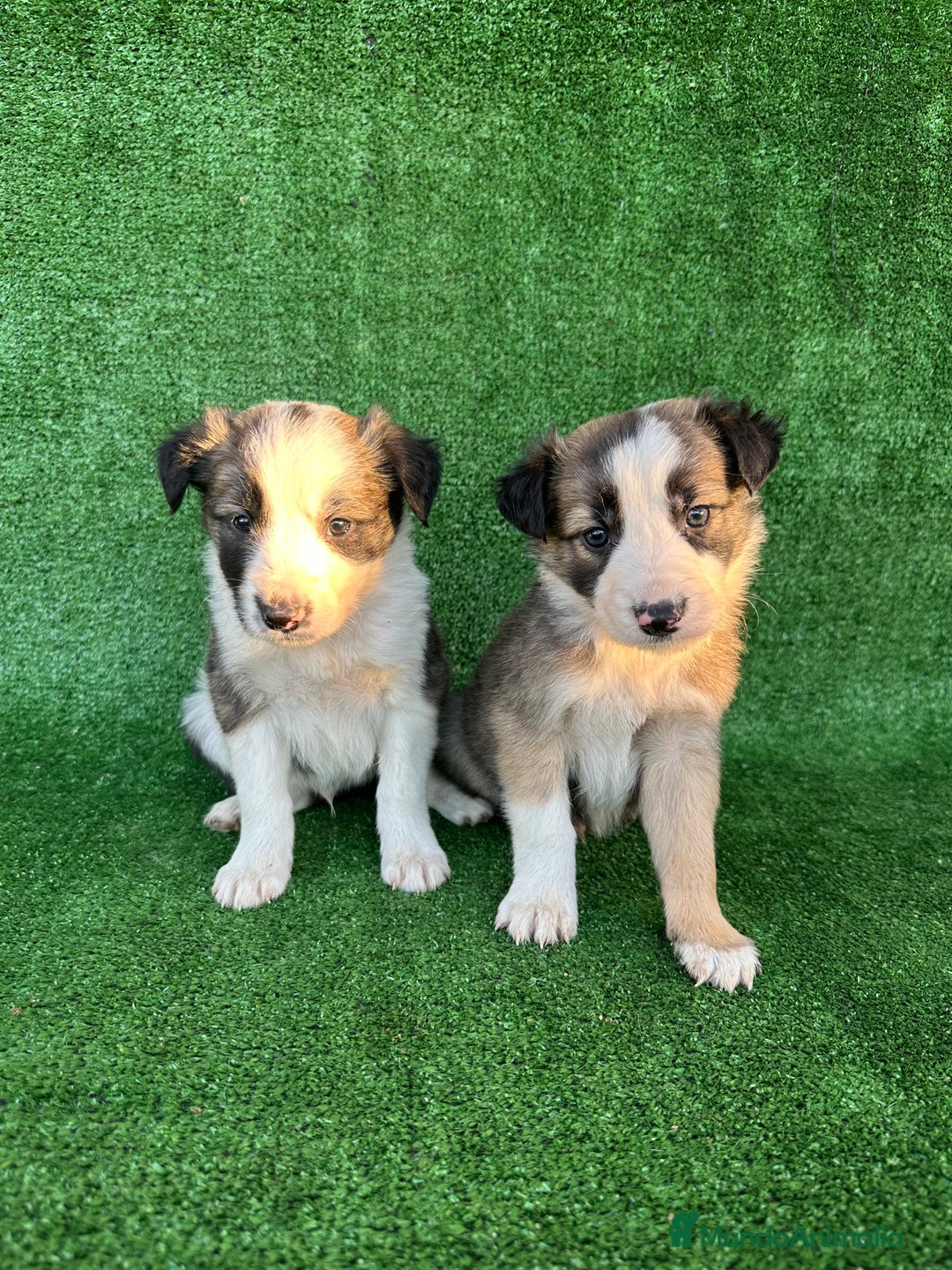 Border Collie perros en venta: Border collie  - Anuncio 3