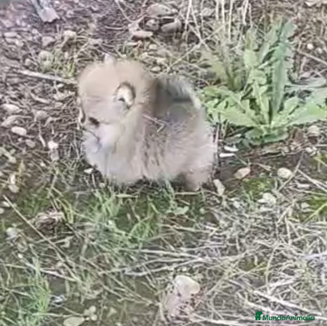 Pomerania perros en venta: Hembras de pomerania miniaturas - Anuncio 2