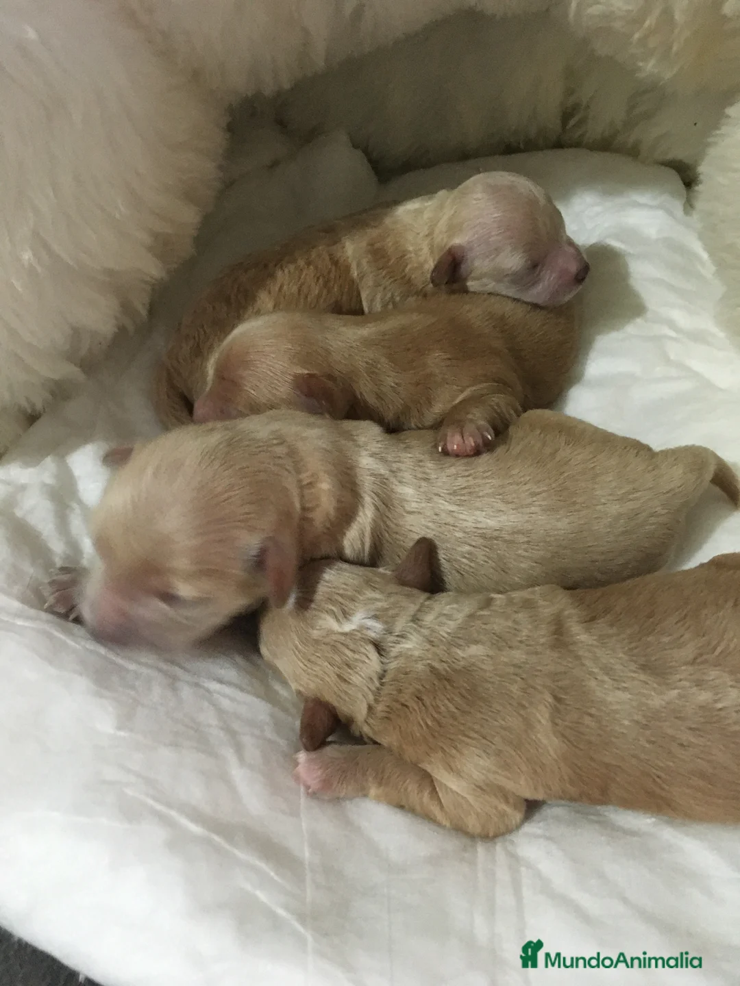 Maltipoo perros en venta: MALTIPOO GRAN CALIDAD - Anuncio 6
