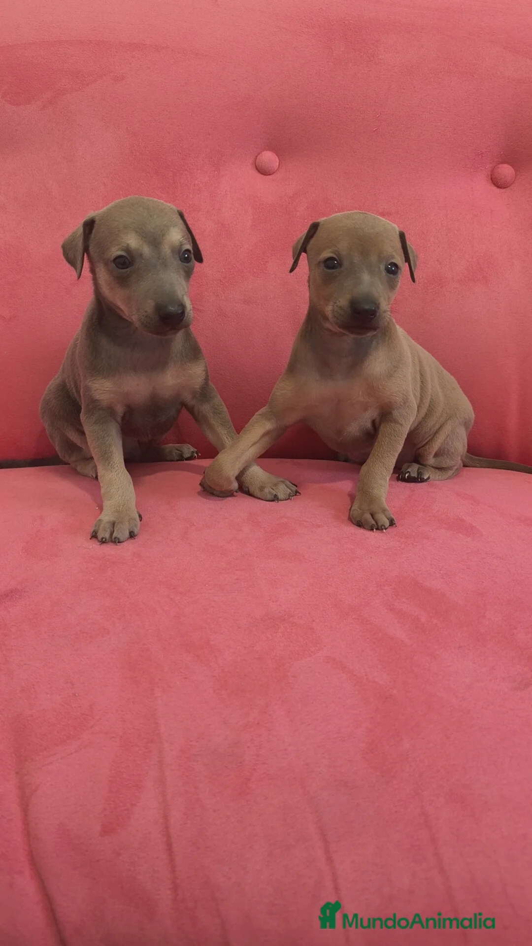 Pequeño Lebrel Italiano perros en venta: Pequeño lebrel Italiano FincaPaunais - Anuncio 4