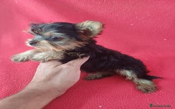 Yorkshire Terrier perros en venta: Yorkshire Terrier Mini  - Imagen 2