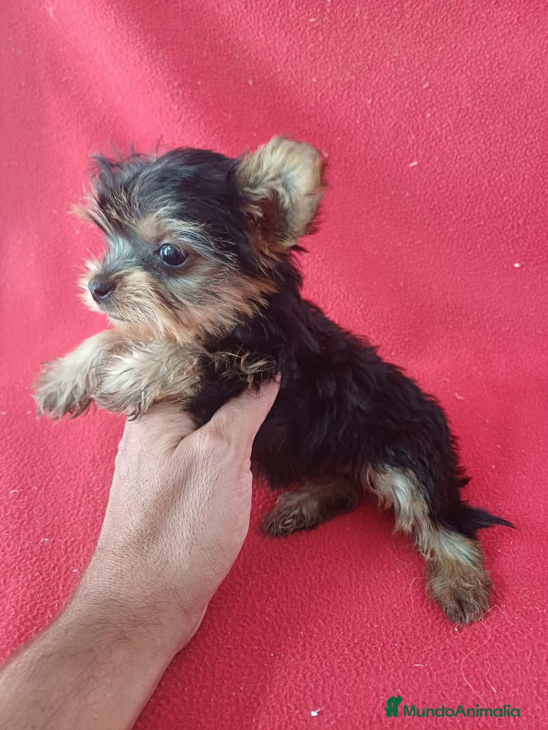 Yorkshire Terrier perros en venta: Yorkshire Terrier Mini  - Imagen 2