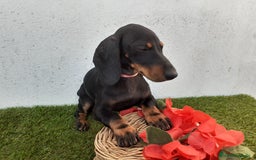 Teckel perros en venta: Preciosos TECKEL  - Imagen 6