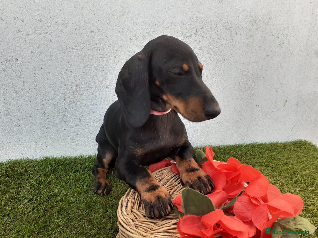 Teckel perros en venta: Preciosos TECKEL  - Imagen 6