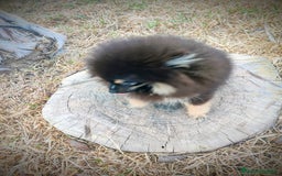 Pomerania perros en venta: Lulú de pomerania machito - Imagen 2