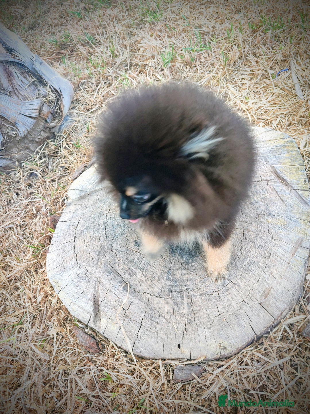 Pomerania perros en venta: Lulú de pomerania machito - Imagen 2