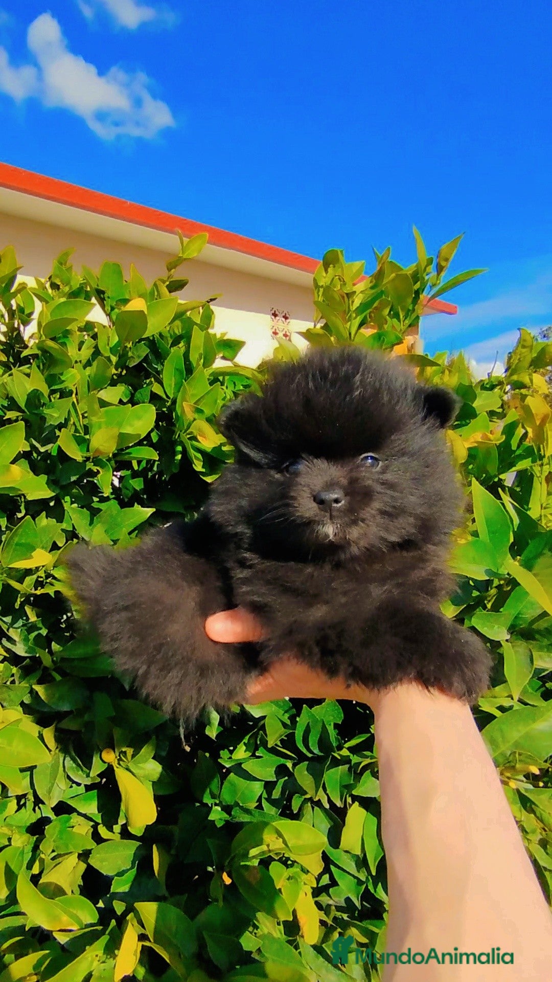 Pomerania perros Pomerania  - Anuncio 31