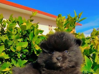 Pomerania perros Pomerania - Anuncio 22