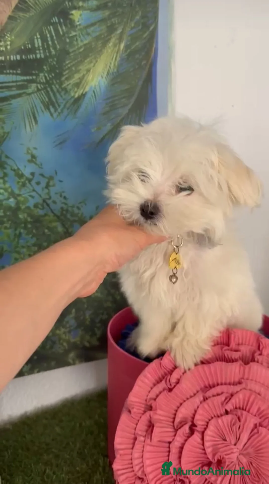 Bichón Maltés perros en venta: Bichón maltes mini  - Anuncio 2