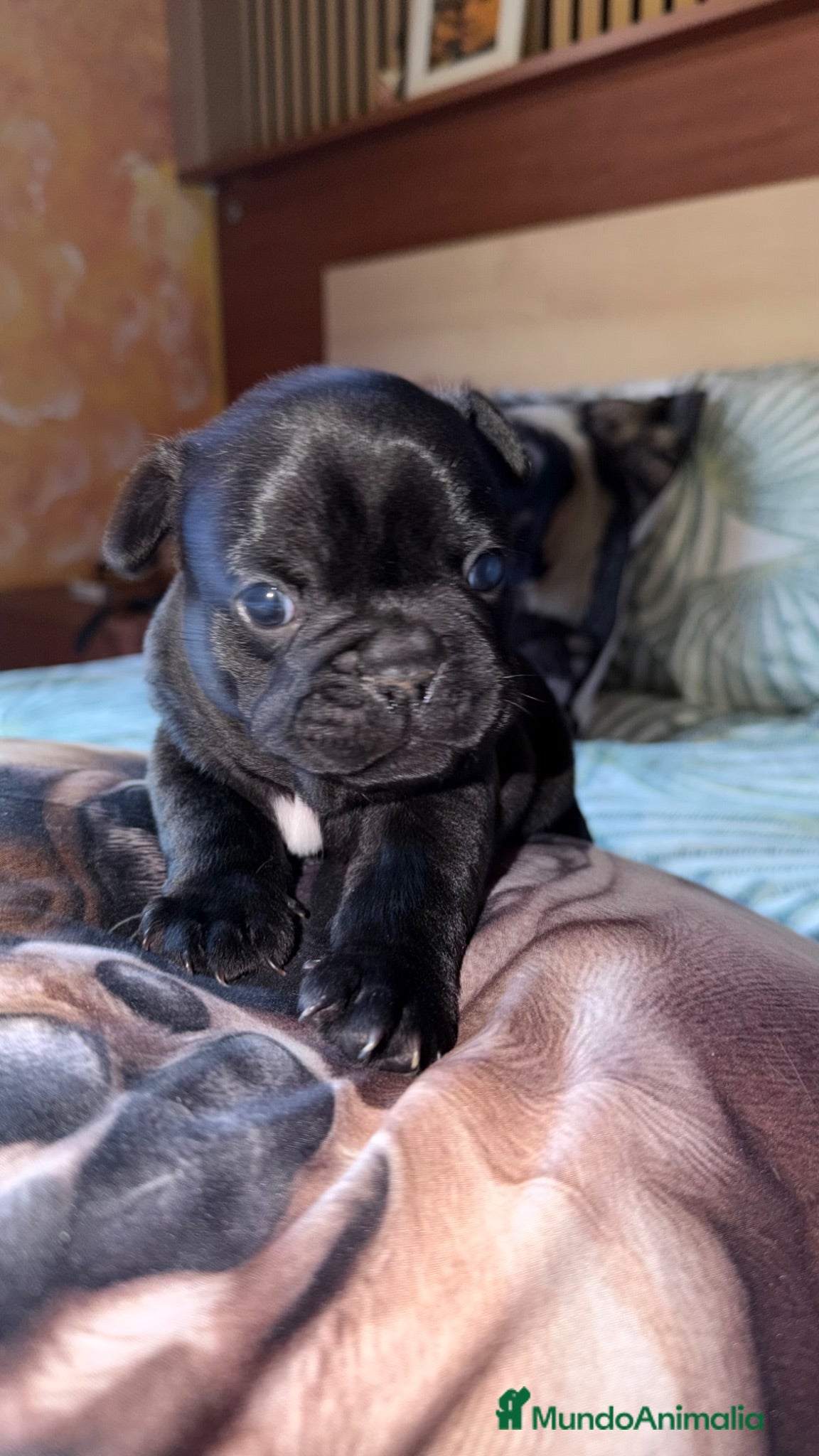 Bulldog Francés perros Buldog francés  - Anuncio 1
