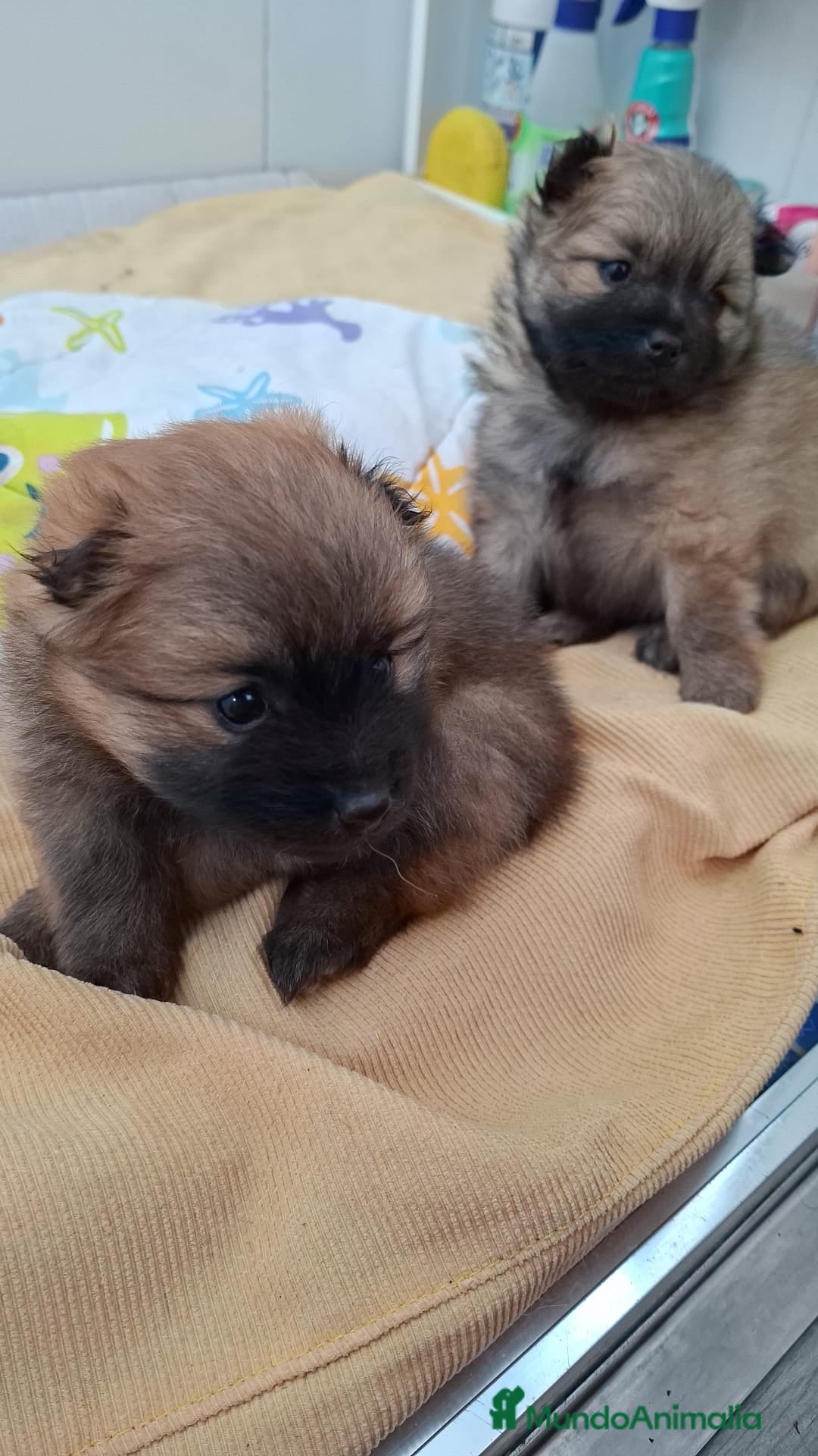 Pomerania perros en venta:  Cachorros de pomerania! - Anuncio 4