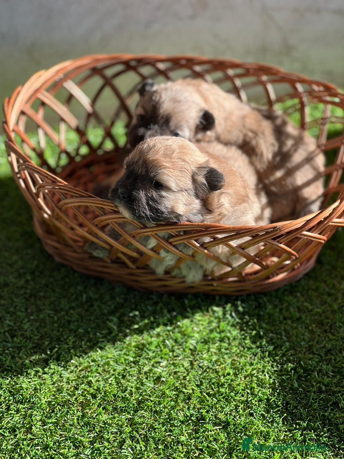 Pomerania perros Pomerania - Anuncio 1