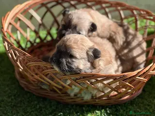 Pomerania perros Pomerania - Anuncio 12