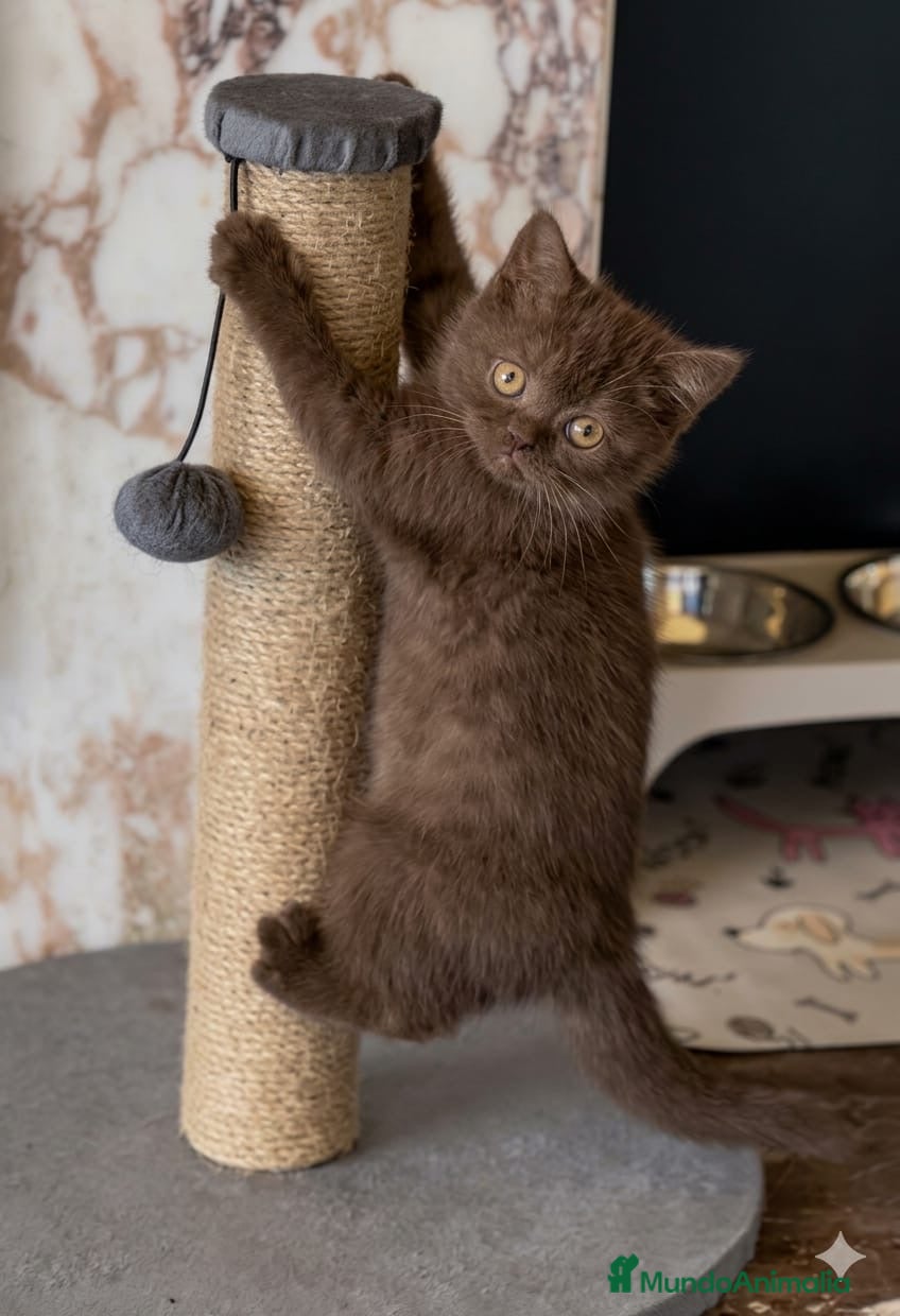 Británico de Pelo Corto gatos BRITISH SHORTHAIR CHOCOLATE - Anuncio 1