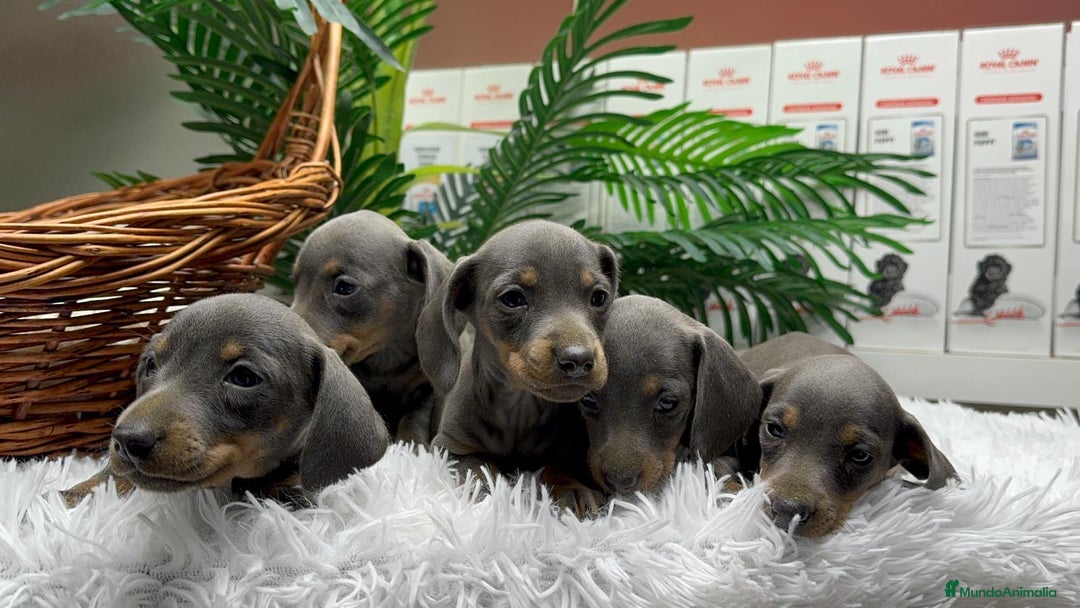 Teckel Miniatura perros en venta: TECKEL MINIATURA BLUE - Anuncio 10