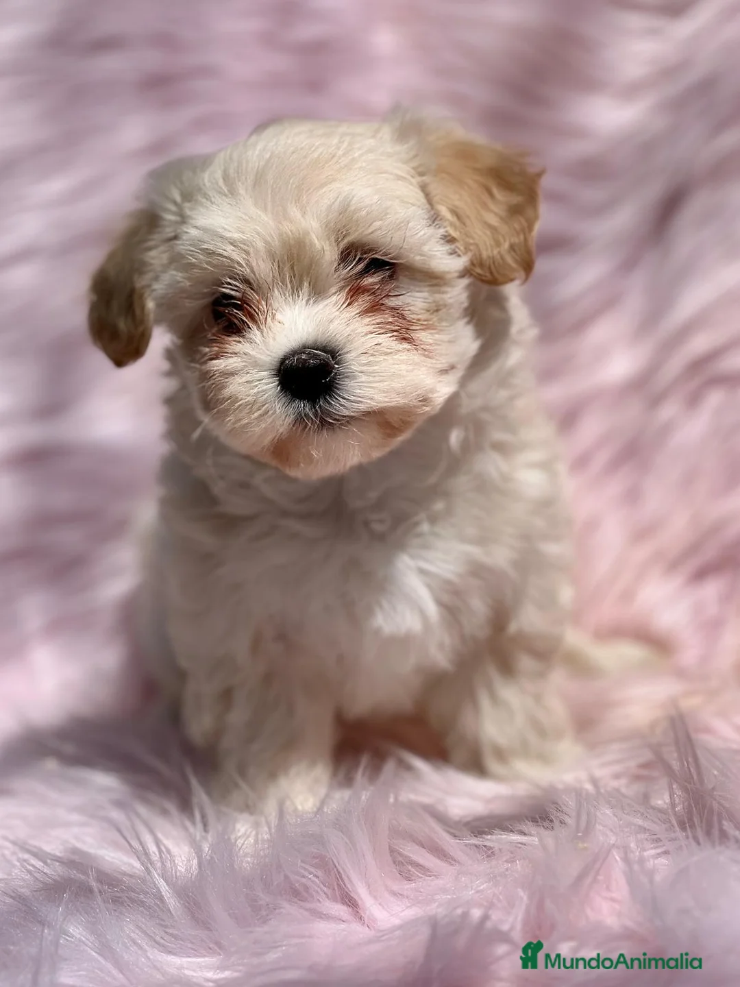 Maltipoo perros en venta: Maltipoo en Barcelona - Anuncio 2