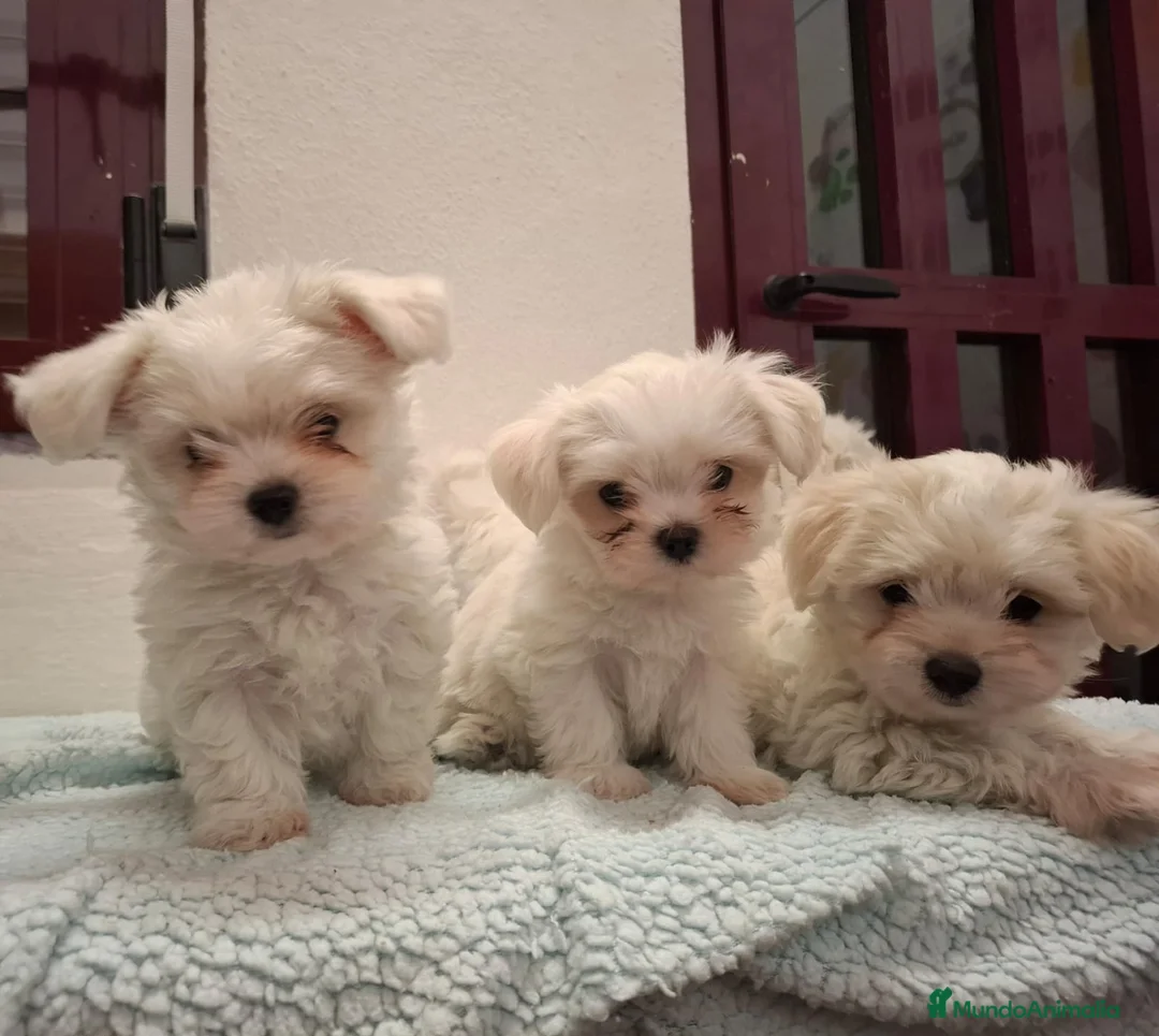 Bichón Maltés perros en venta: Bichón maltés - Anuncio 8