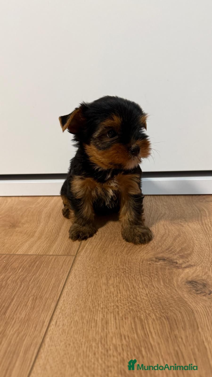 Yorkshire Terrier perros Yorkshire de pura raza - Anuncio 1