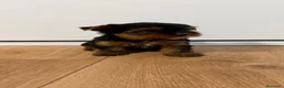 Yorkshire Terrier perros en venta: Yorkshire de pura raza - Anuncio 2