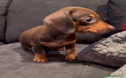 Teckel Miniatura perros en venta: Teckel Kaninchen chocolate  en Barcelona - Imagen 2