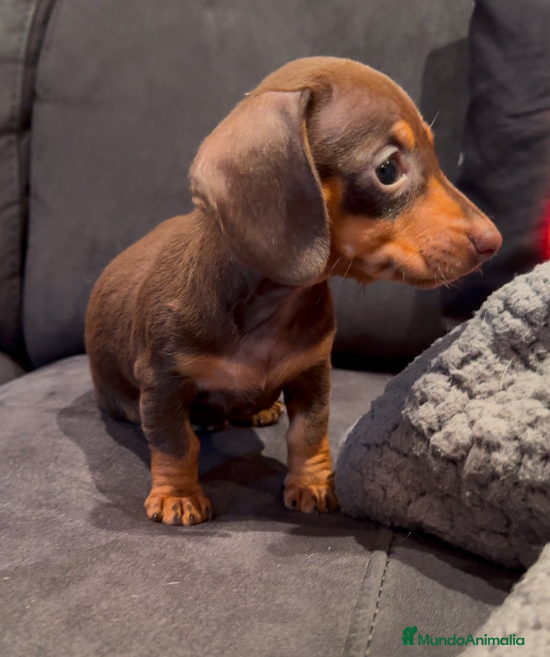 Teckel Miniatura perros en venta: Teckel Kaninchen chocolate  en Barcelona - Imagen 2