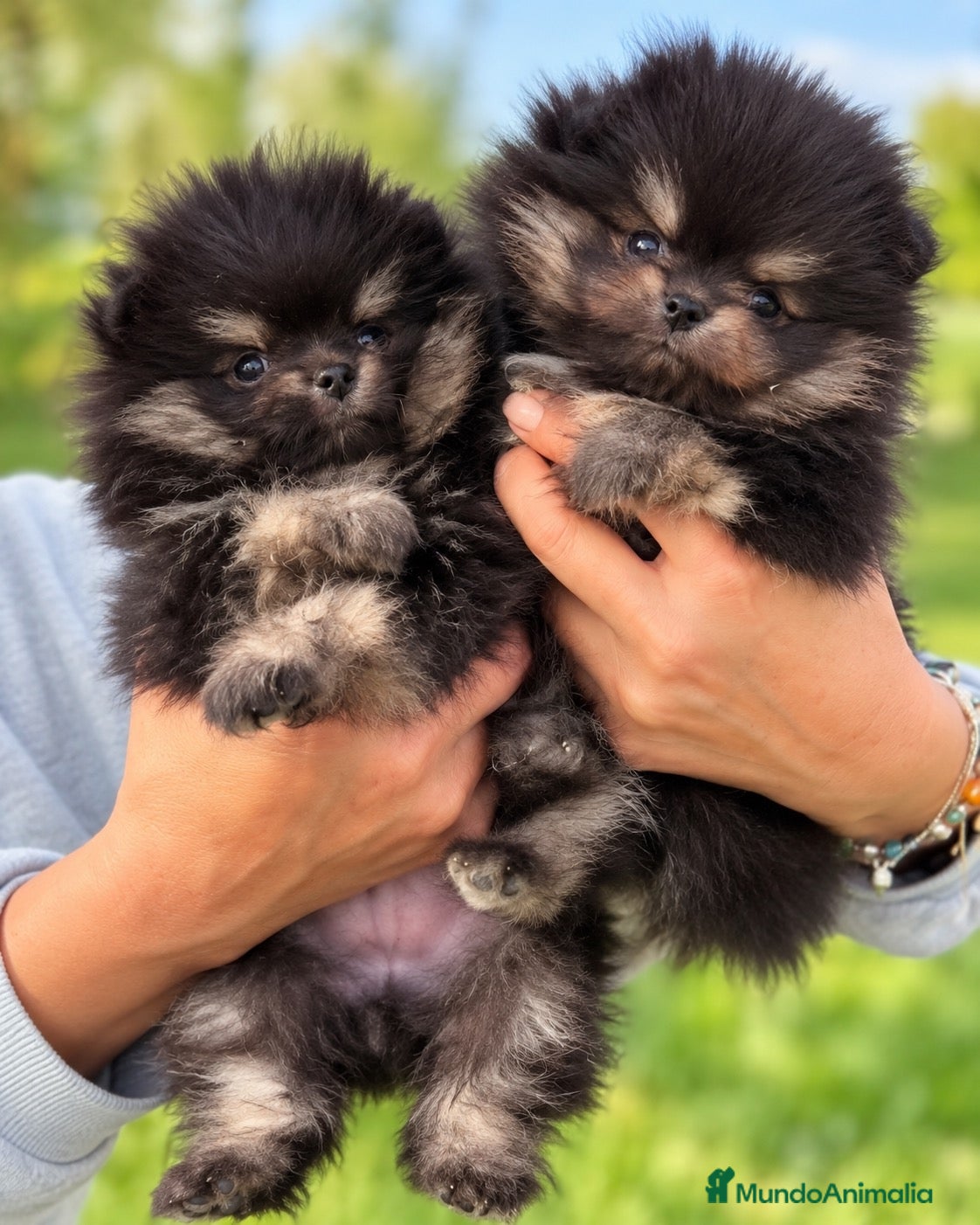 Pomerania perros Precioso macho Pomerania toy Black and Tan  - Anuncio 2