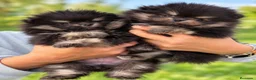 Pomerania perros en venta: Precioso macho Pomerania toy Black and Tan  - Anuncio 2