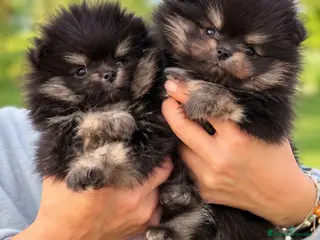 Pomerania perros Precioso macho Pomerania toy Black and Tan - Anuncio 2