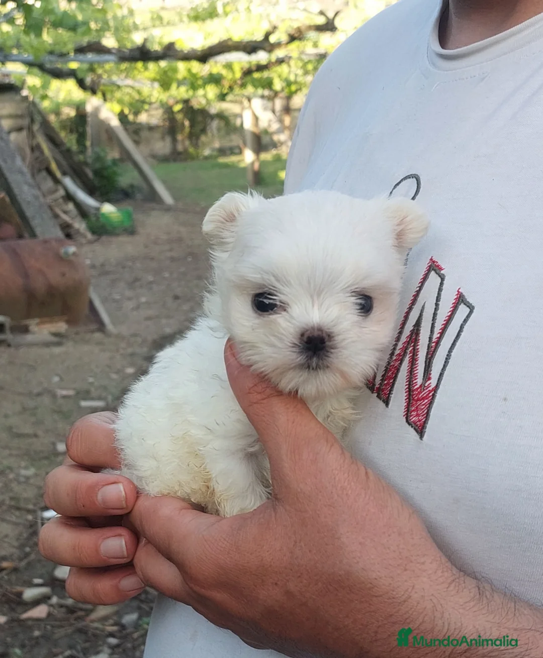 Bichón Maltés perros en venta: Bichon maltés  en Pontevedra - Anuncio 2
