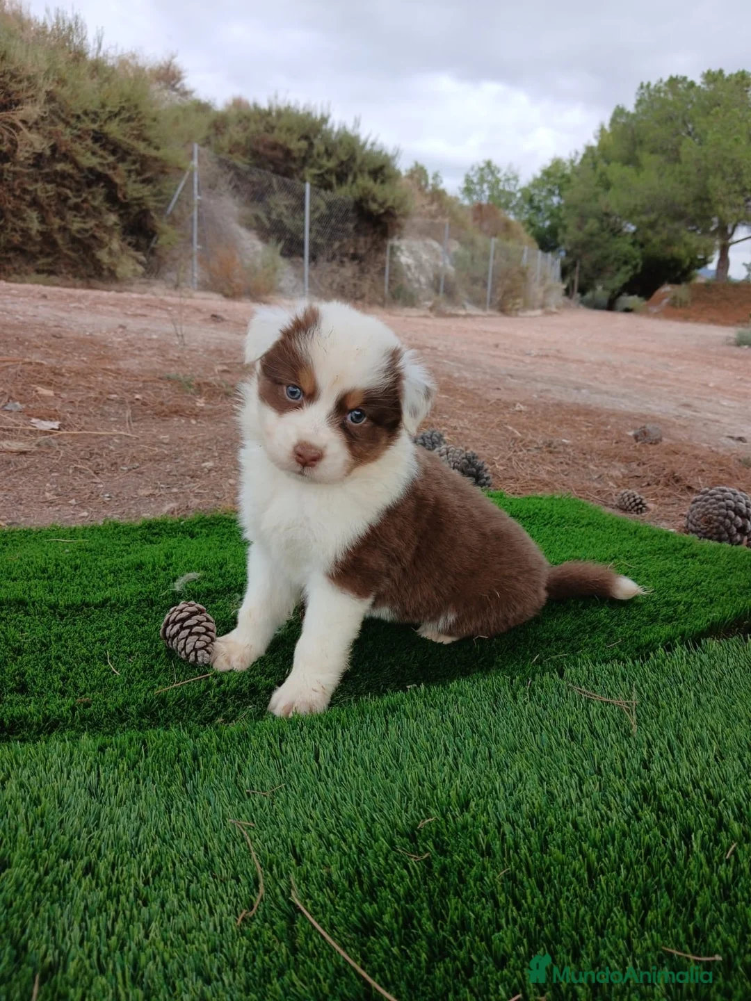 Pastor Australiano perros en venta: PASTOR AUSTRALIANO - Anuncio 1