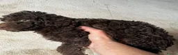 Perro de Agua Español perros en venta: Perro de Agua Español - Anuncio 3