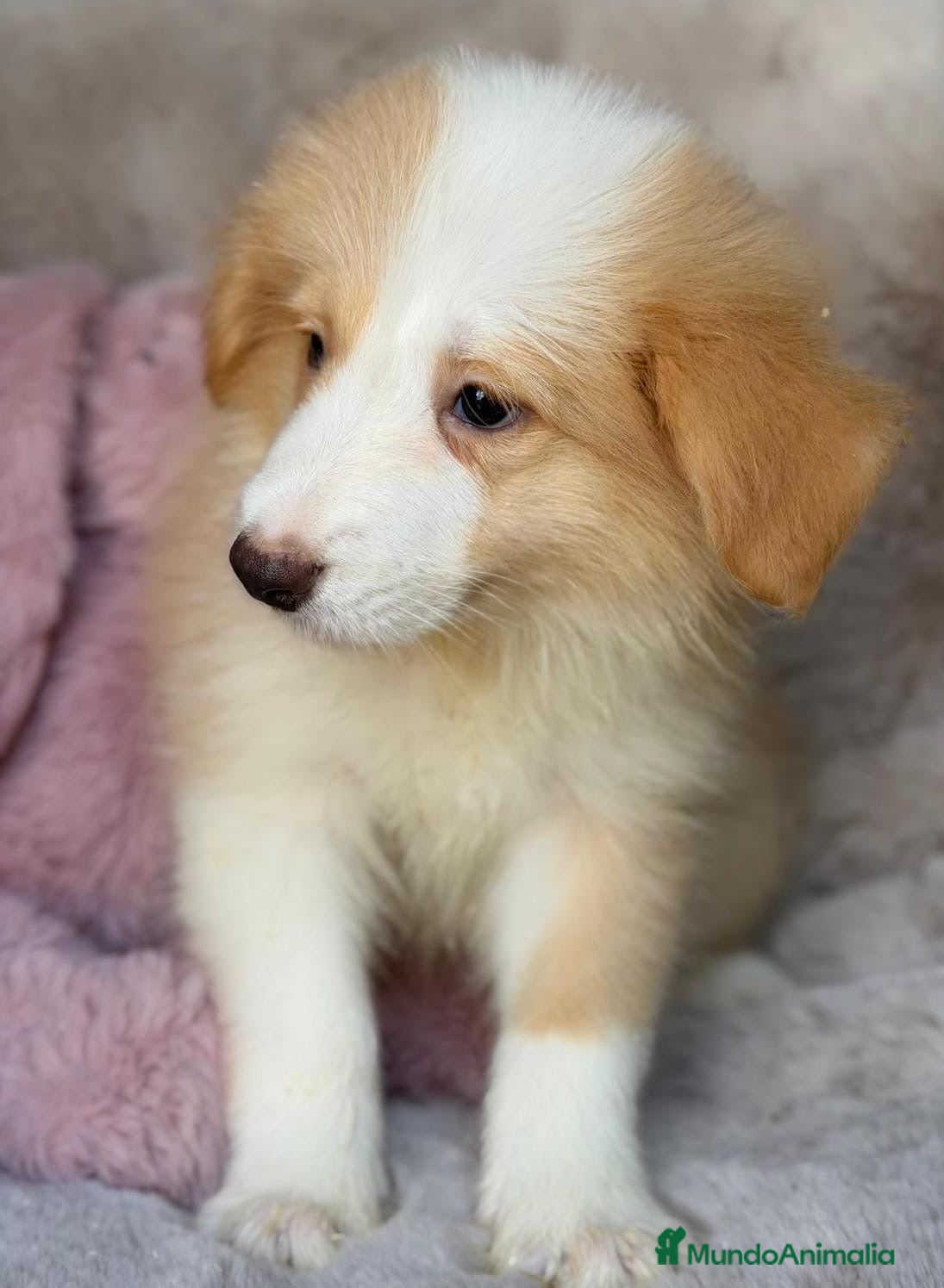 Border Collie perros Hembra border collie disponible 🩷🐾 - Anuncio 5