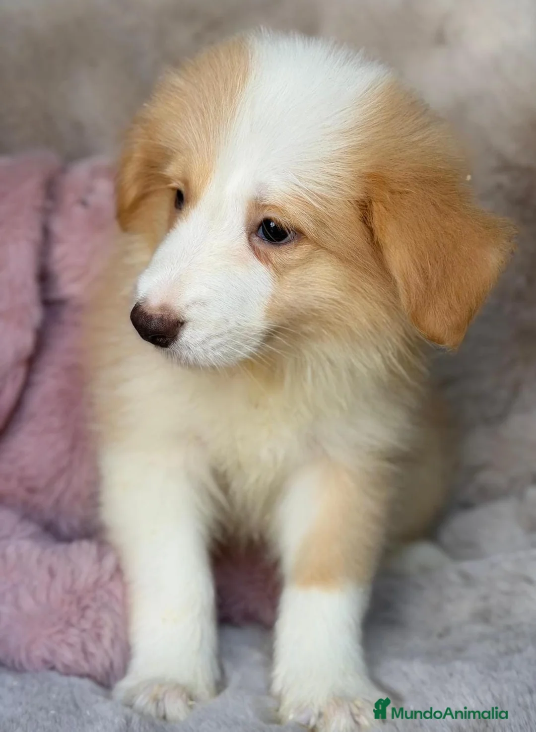 Border Collie perros en venta: Hembra border collie disponible 🩷🐾 - Anuncio 1