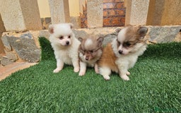 Pomerania perros en venta: Bonitos pomeranias  - Imagen 5