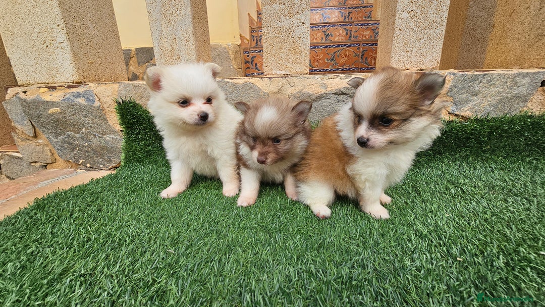 Pomerania perros en venta: Bonitos pomeranias  - Imagen 5