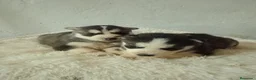 Husky Siberiano perros en venta: CACHORROS HUSKY SIBERIANO  - Anuncio 13