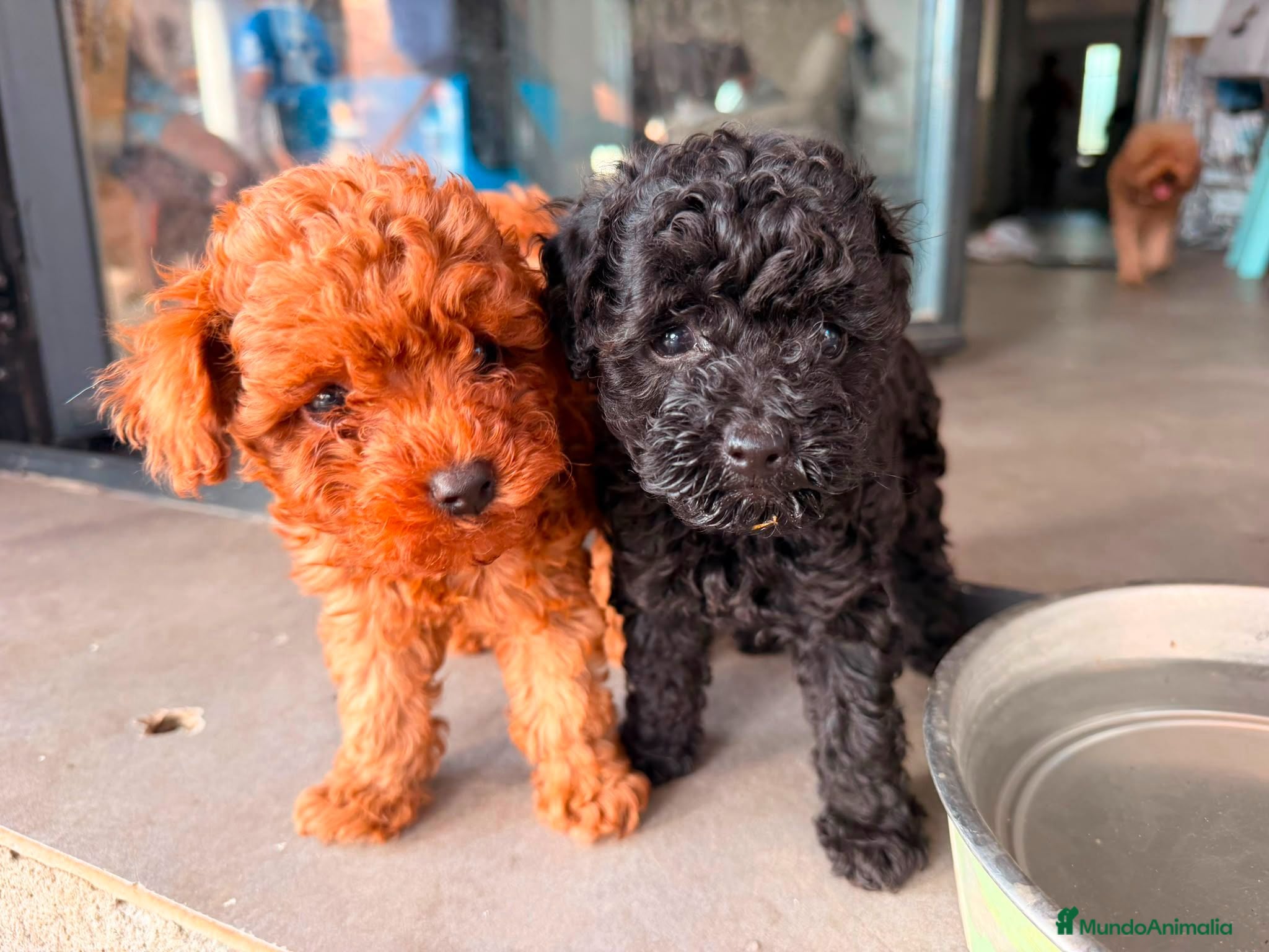 Caniche Toy perros Caniche toy negro  - Anuncio 32