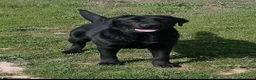Labrador Retriever perros en venta: Labradores de Quercuscan  - Anuncio 8