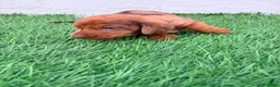 Teckel Miniatura perros en venta: Teckel miniatura merle chocolate  - Anuncio 13