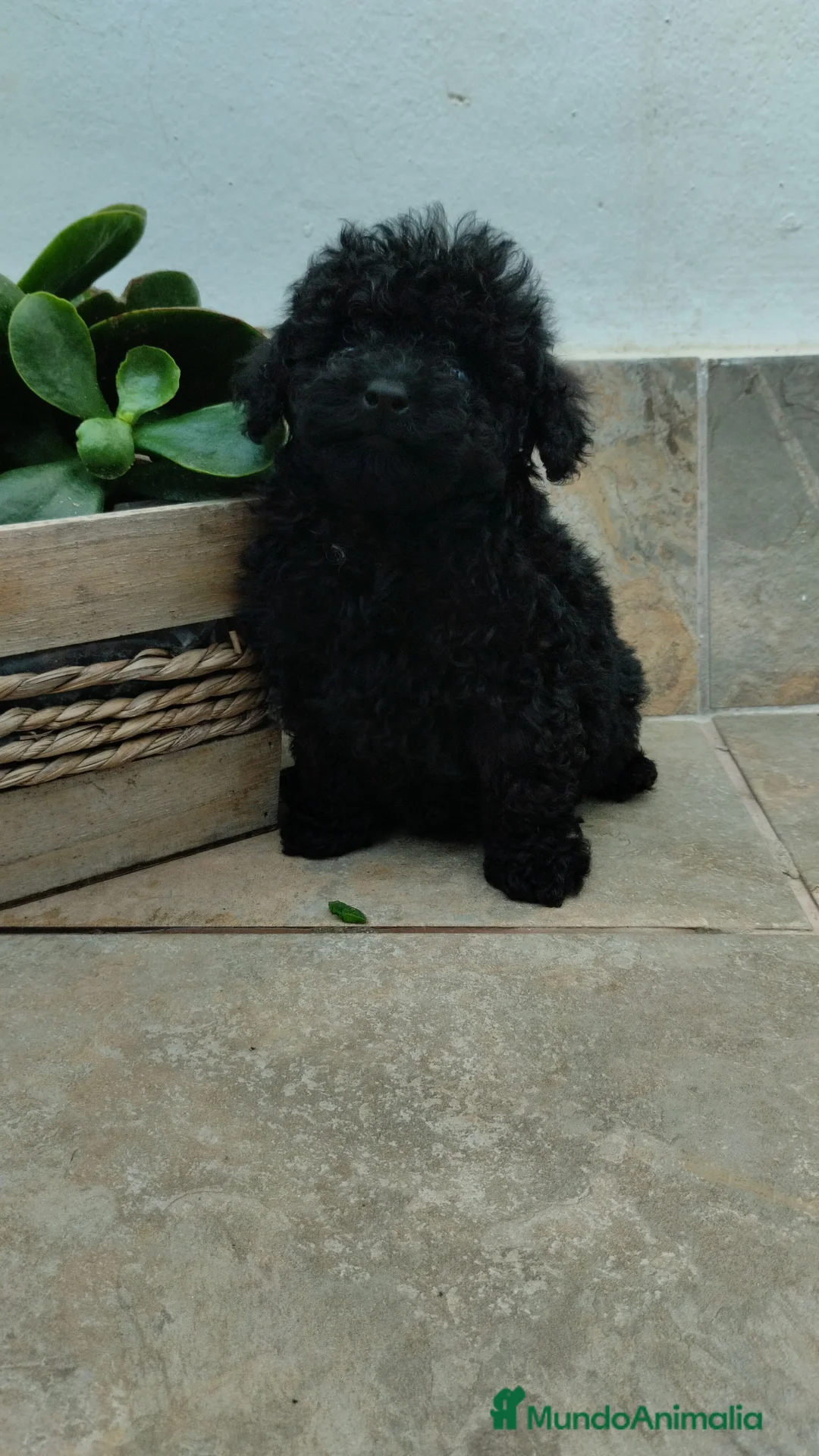 Caniche Toy perros en venta: Caniche toy negro azabache  - Anuncio 2