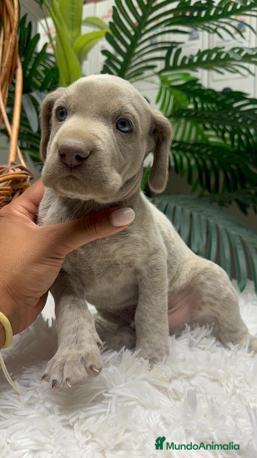 Braco Alemán de Pelo Corto perros en venta: BRACO ALEMAN - Anuncio 34