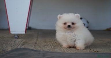 Pomerania perros - Propaganda 3