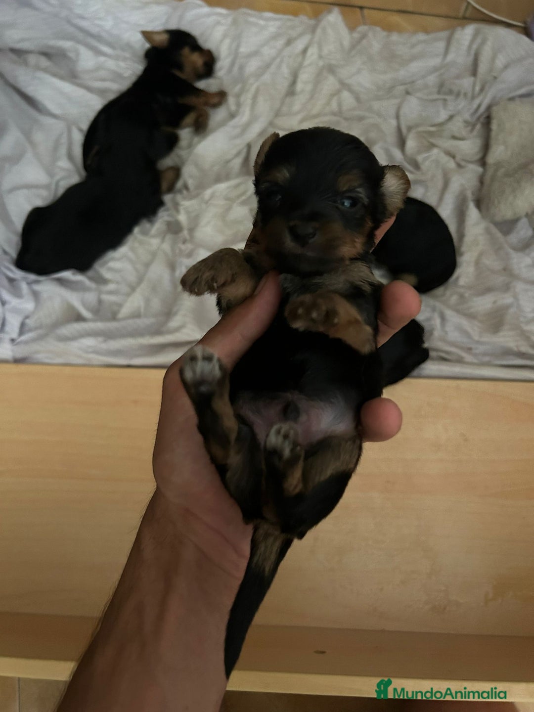 Yorkshire Terrier perros en venta: Camada de Yorkshire - Imagen 4
