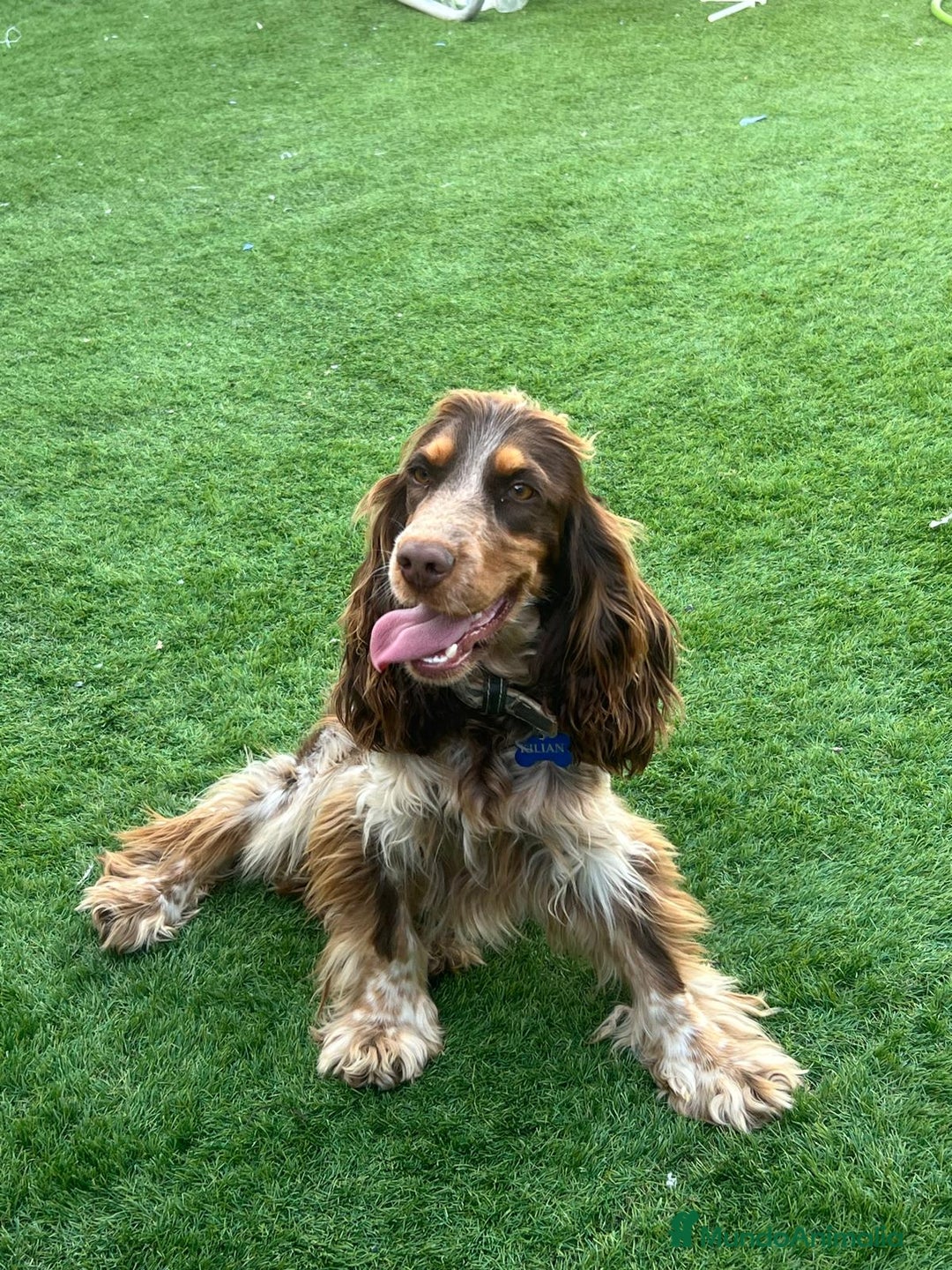Cocker Spaniel Inglés perros en venta: Exclusivos 3 machos de cocker bicolor chocolate!! - Imagen 10