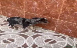 Chihuahua perros en venta: Chihuahuas merles - Imagen 5