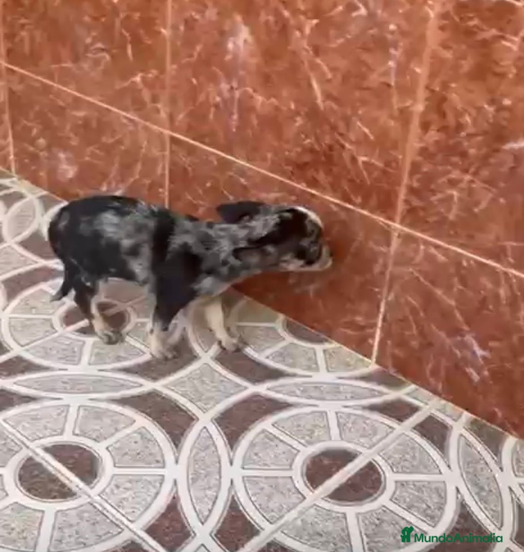 Chihuahua perros en venta: Chihuahuas merles - Imagen 5