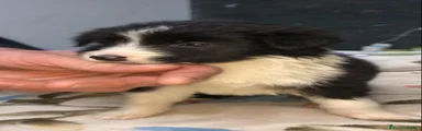 Border Collie 3