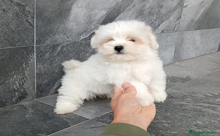 Bichón Maltés perros - Anuncio 3